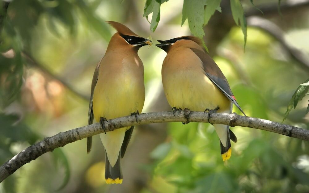 A stock image of the H&Co. birds