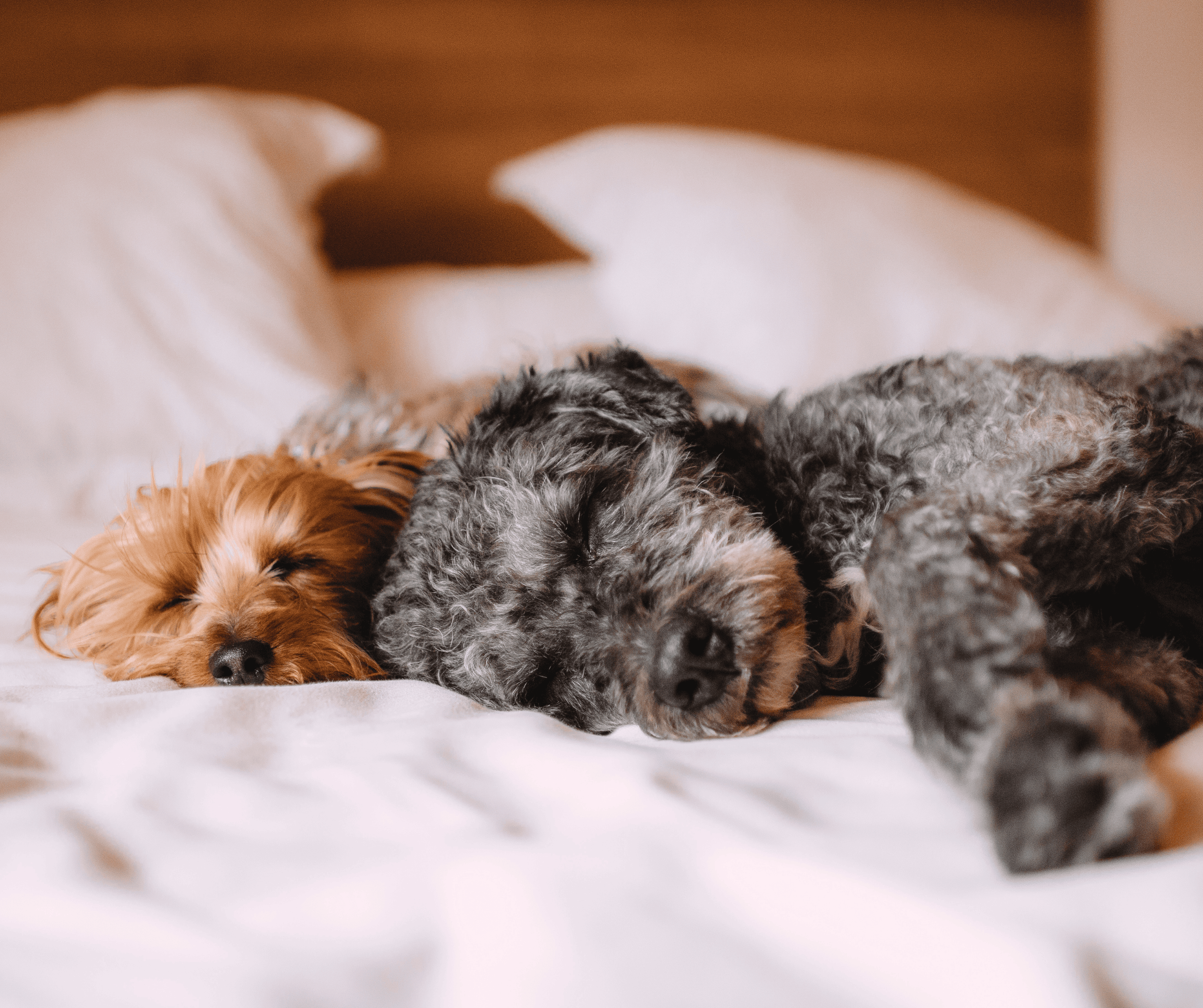 A stock image of two dogs in bed - Start your search on Share to Buy today!