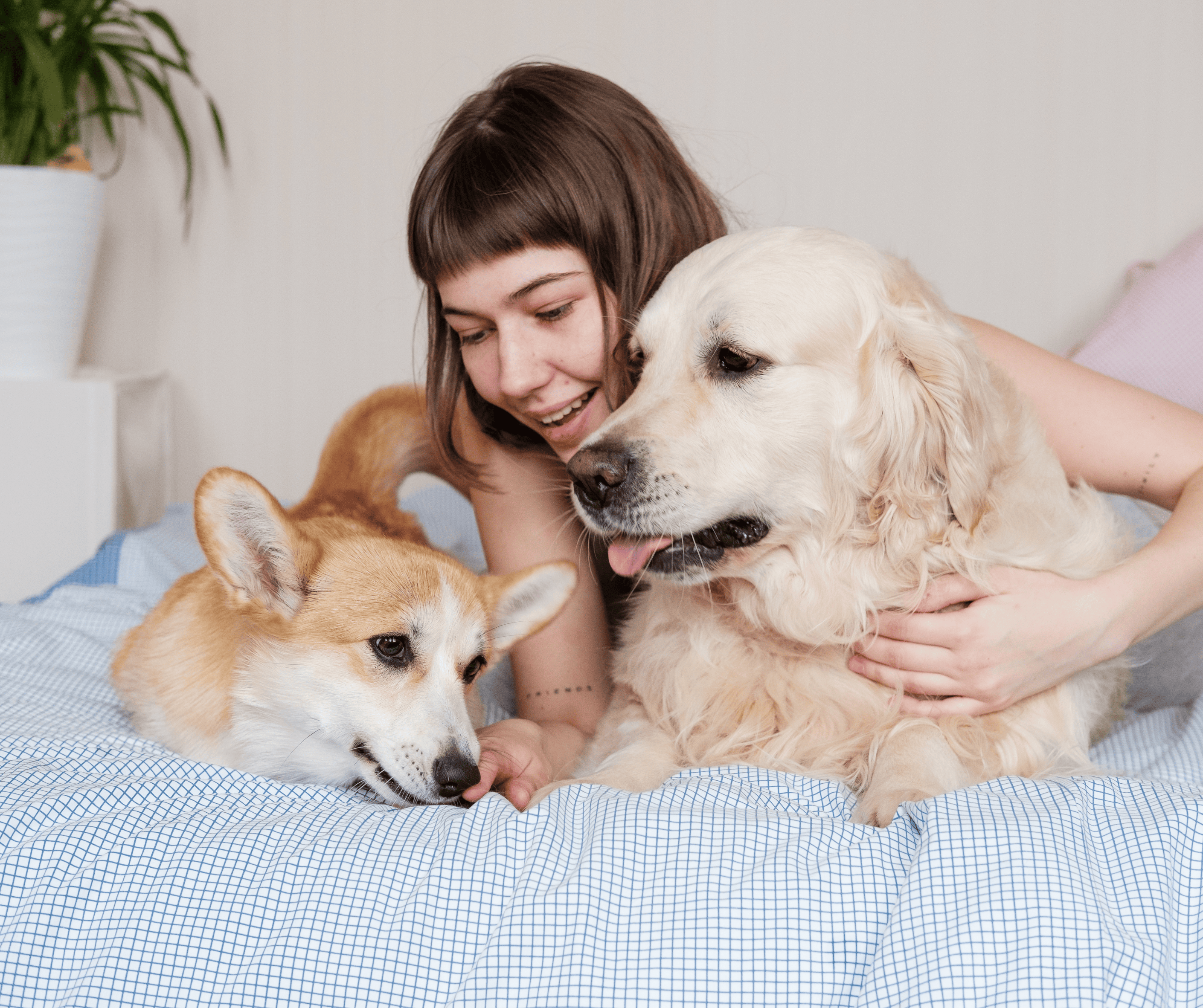A stock image of a lady with her dogs - Start your search on Share to Buy today!