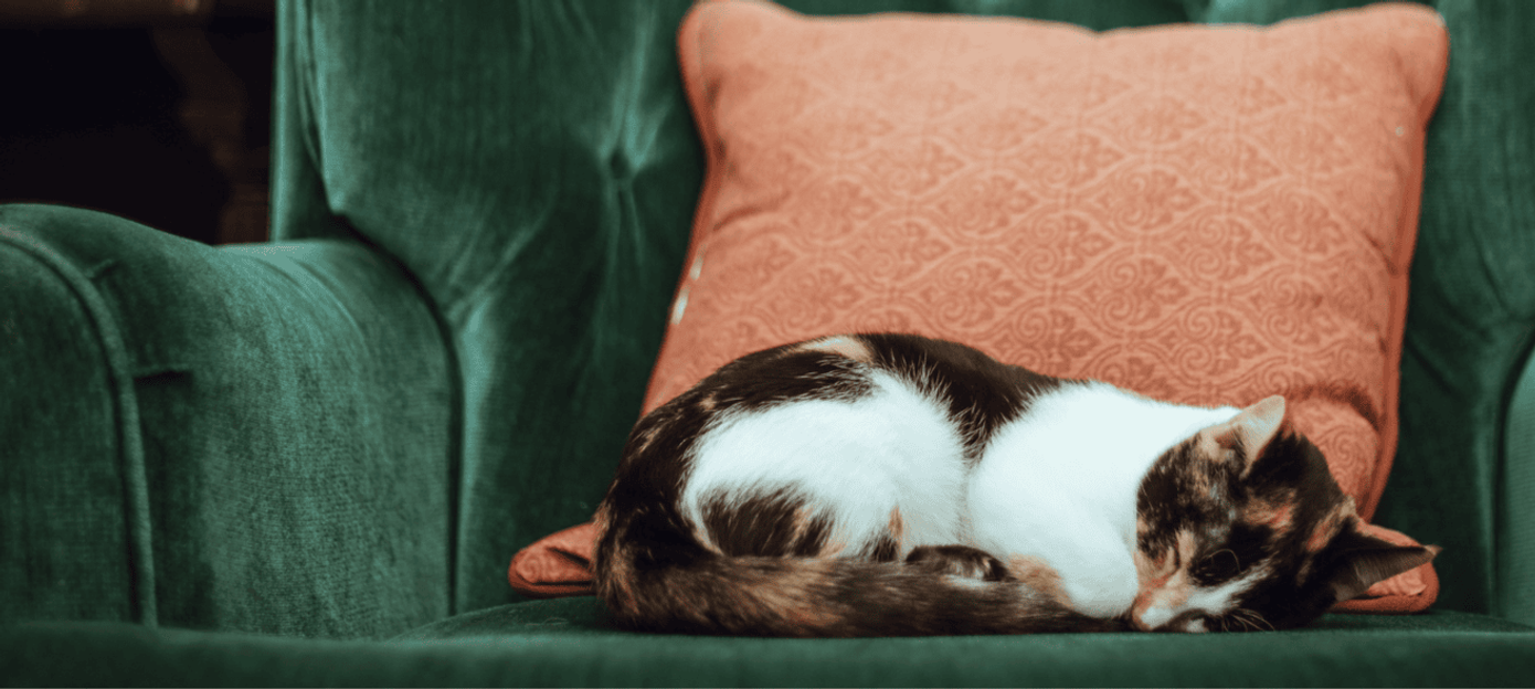 Cat asleep on a green armchair