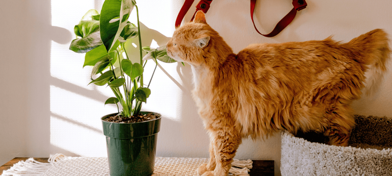 Ginger cat sniffing a potted plant