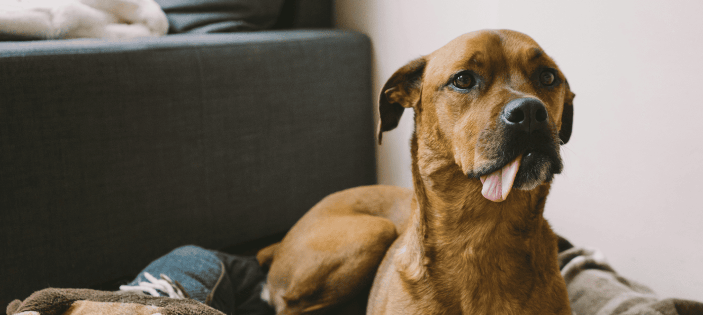 Brown dog laying on a bed in a living room