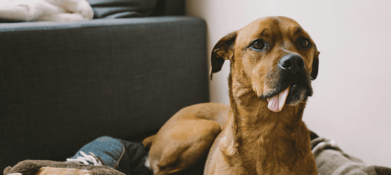 Brown dog laying on a bed in a living room