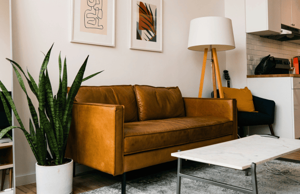 Living room set up with sofa and house plant