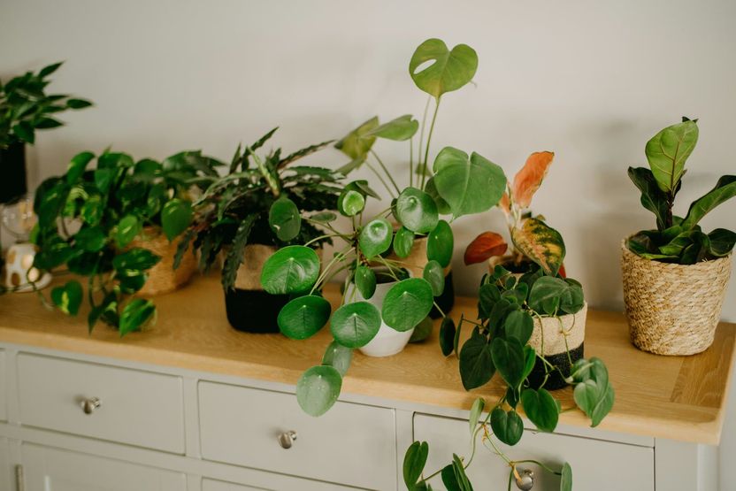 Various houseplants on a chest of drawers