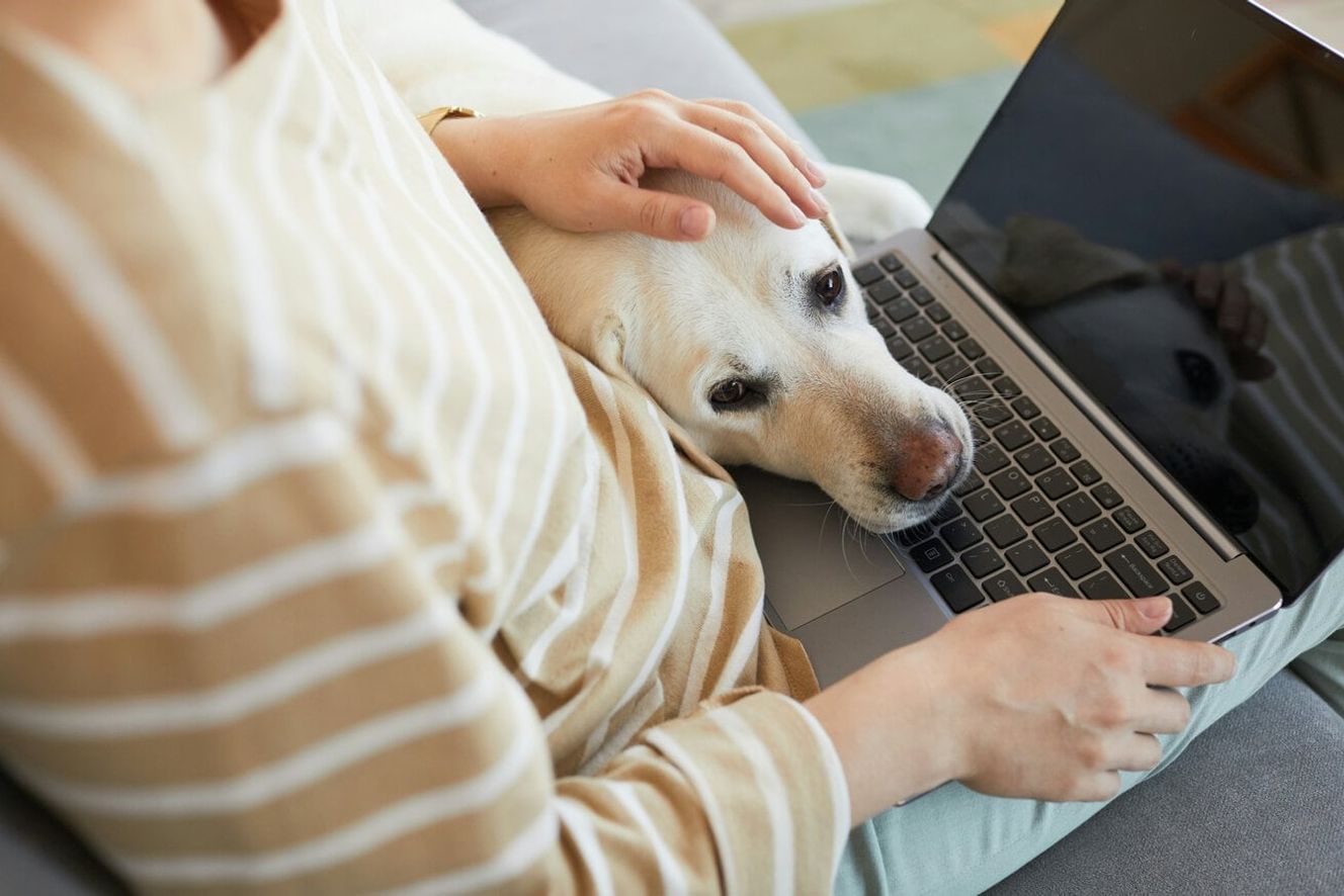 Woman using her laptop with her dog lying on her lap