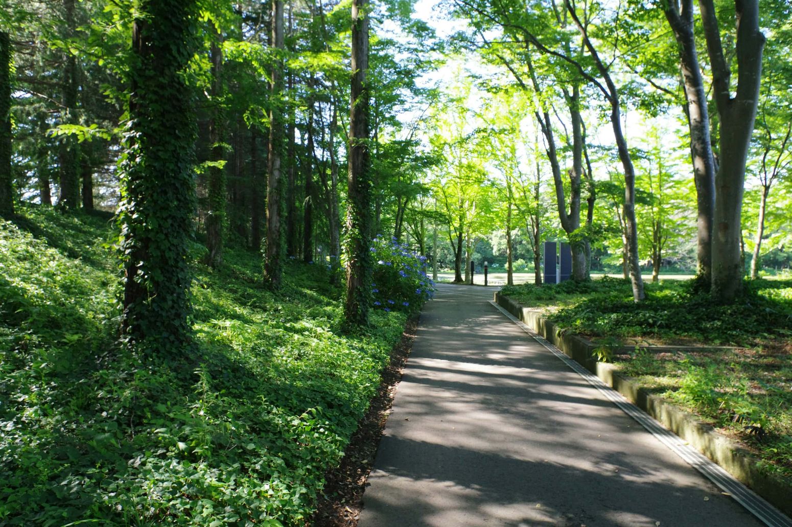 Green path with flowers .jpg
