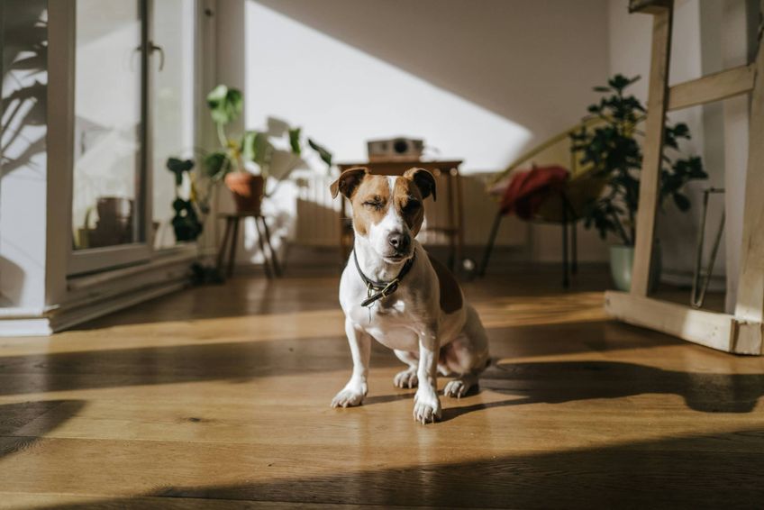 Jack Russel dog in a living room with closed eyes.