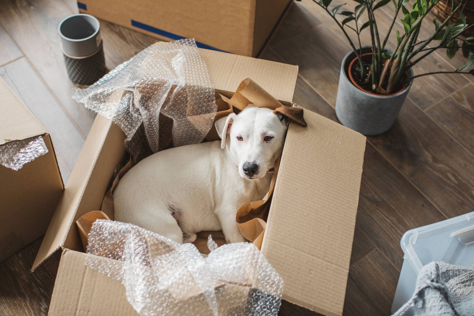 Dog sitting in moving boxes